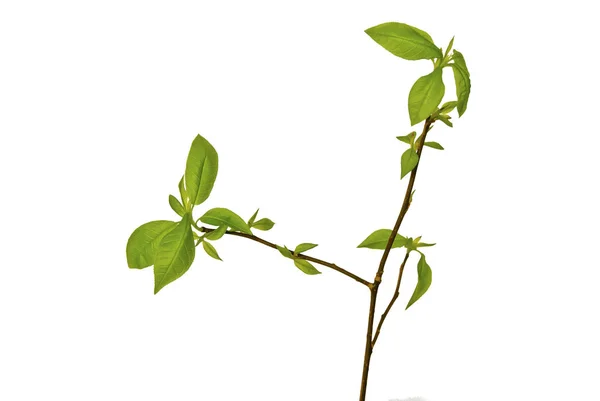 First-Growing-Little-Leaves-on-a-Twig-isolated-on-white — Photo