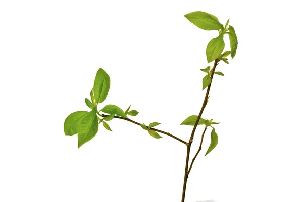 First-Growing-Little-Leaves-on-a-Twig-ISOLATED-on-White — Φωτογραφία Αρχείου