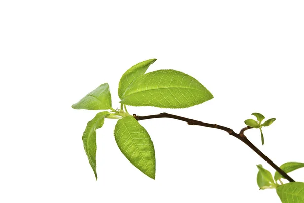 First-Spring-Leaves-on-a-TWIG-Isolated-on-White — Zdjęcie stockowe