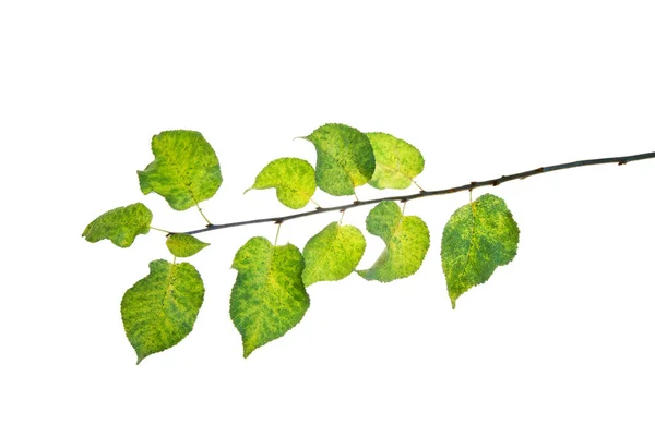 TWIG-of-Wild-Fruit-Tree-with-Autumn-Leaves-Isolated-on-White — Zdjęcie stockowe