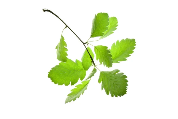 Galho-de-flecha-madeira-com-folhas-verdes-isolado-em-branco-backgroun — Fotografia de Stock