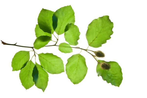 Galho-de-faia-árvore-com-folhas-verdes-e-castanhas-isoladas-em-w — Fotografia de Stock