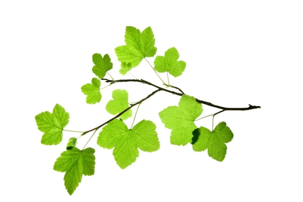 Twig-of-currant-with-green-leaves-isolated-on-white-background — Fotografia de Stock