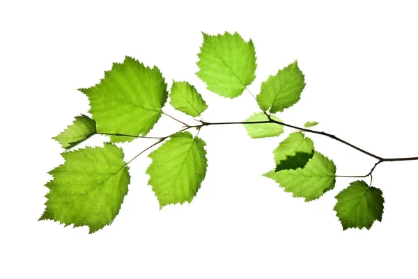 Twig-of-Hazel-with-Green-Leaves-ISOLATED-on-White — Φωτογραφία Αρχείου