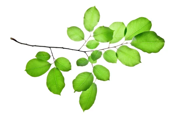 Twig-of-Wild-Cherry-Tree-with-Green-Leaves-Isolated-on-White — Fotografia de Stock