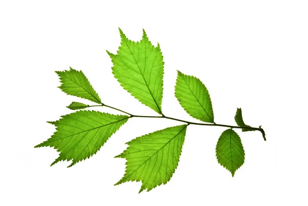 Twig-with-Green-toothed-Leaves-of-japanese-ELM-ISOLATED-on-White — Φωτογραφία Αρχείου