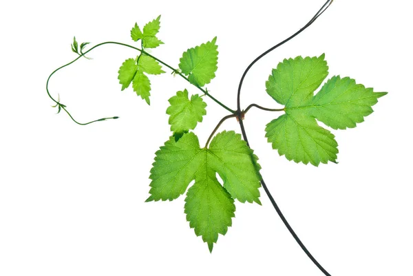 Jovem-galho-de-uva-selvagem-com-folhas-verdes-isoladas-sobre-brancas — Fotografia de Stock