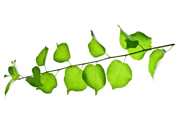 Jovem-galho-de-fruto-selvagem-árvore-com-folhas-verdes-isolado-em-whit — Fotografia de Stock