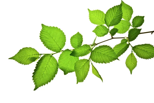 Branch-with- green-toothed-leaves-isolated-on-white — Stock Photo, Image