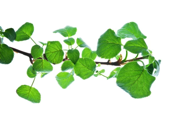 Branch-with-many-Green-Leaves-Isolated-On-White-Structure-of-VEI — Foto de Stock