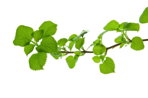 Branch-with-round-toothed-Leaves-with-Clear-viewed-Veins-Isolate — Fotografia de Stock