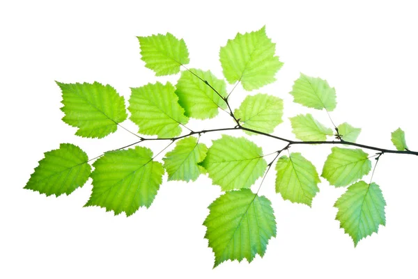 Translucent-Green-Leaves-on-a-Branch-of-Hazel-ISOLATED-on-White — Φωτογραφία Αρχείου