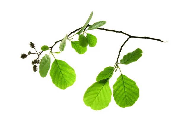 Aliso-rama-con-hojas-verdes-y-secas-hembra-calabazas-aisladas-o —  Fotos de Stock