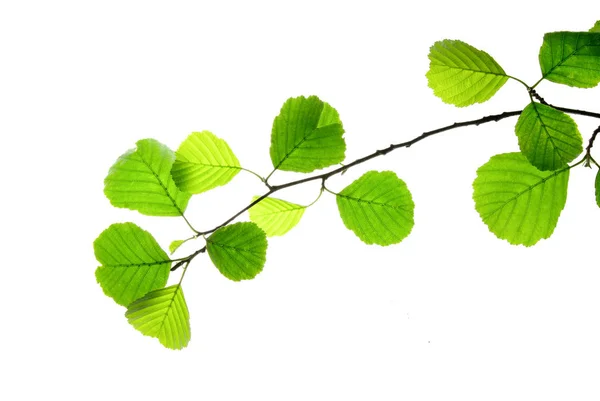 Branch-of-Alder-with-Green-Leaves-ISOLATED-on-White — Φωτογραφία Αρχείου