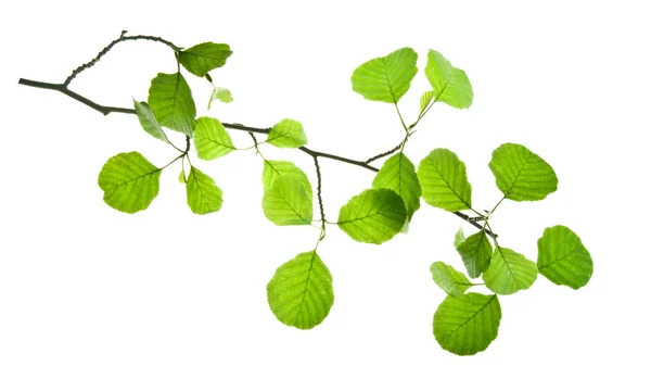 Branch-of-alder-with-transllucent-green-leaves-isolated-on-white — Fotografia de Stock