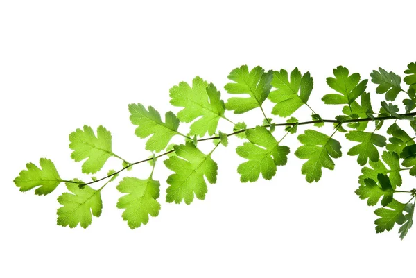 Branch-of-hawthorn-with-green-leaves-isolated-on-white-backgroun — Fotografia de Stock