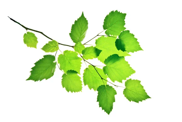 Branch-of-hazel-with-transllucent-green-leaves-isolated-on-white — Fotografia de Stock
