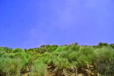 Background-with-greenery-of-genista-shrubs-and-blue-sky-slope-of-Vulcano