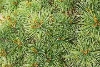 Background-with-Pine-Tree-Twig-Needles-and-Young-pinecones 