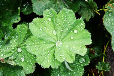 Background-with-water-drops-on-leaves-of-Lady-s-Mantle-top-view