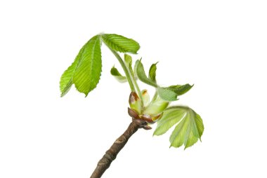 Close-Up-of-Buds-and-Very-Small-Young-Leaves-of-Chestnut-Tree-isolated-on-White