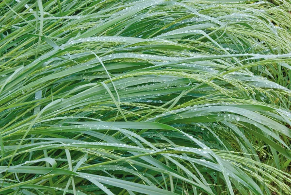 Closeup-of-fresh-green-grass-with-rain-drops — Stock Photo, Image