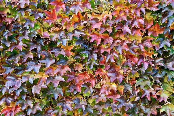 Background-of-multicolored-autumn-leaves-of-wild-grape-covered-a-wall — Stock Photo, Image