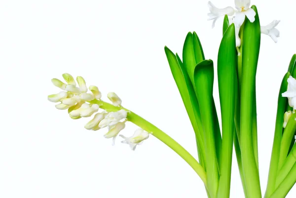 White-Hyacinths-isolated-Over-White-background — Stok fotoğraf