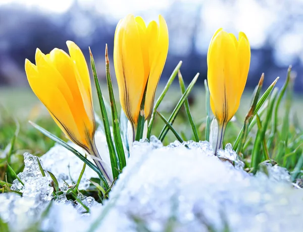 Blooming-crocuses-and-snow-shooting-from-ground-level-with-shallow-depth-of-field Stock Image
