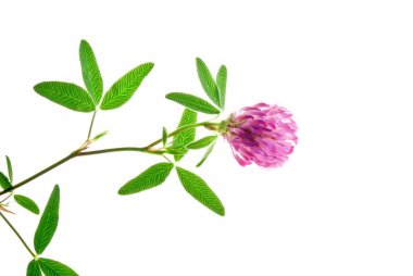 Flower-of-Red-Clover-on-stem-with-Green-Leaves-isolated-on-White