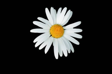 Macro-of-Daisy-Flower-isolated-on-Black