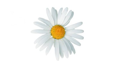 Macro-of-Daisy-Flower-isolated-on-White