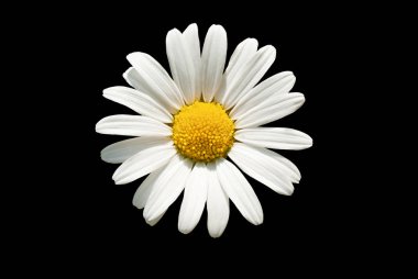 Macro-shot-of-White-Daisy-Flower-Against-Black-background     