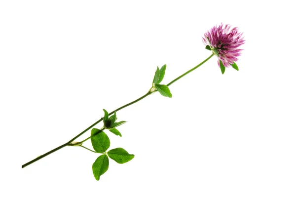 Plant-of-Red-Clover-Isolated-on-White — Stockfoto