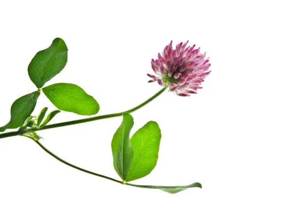 Red-Clover-Flower-Isolated-on-White — стоковое фото