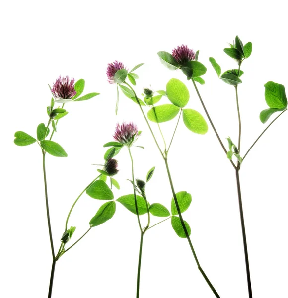 Cuatro plantas de trébol rojo flores aisladas sobre blanco —  Fotos de Stock