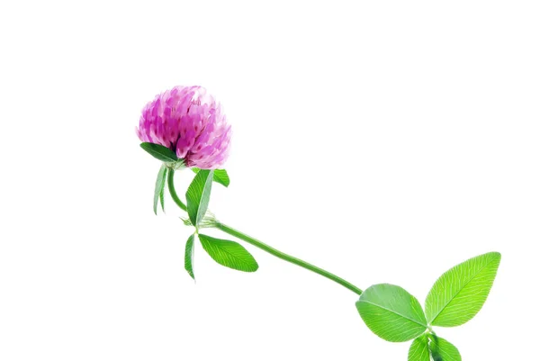 Closeup-of-pink-clover-flower-isolated-on-white — 스톡 사진