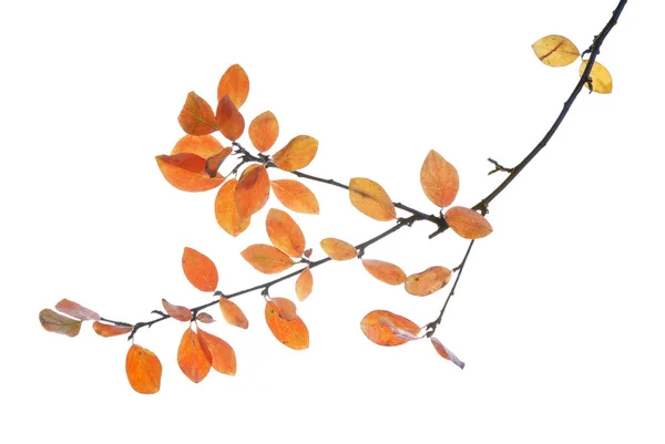 Twig-with-autumn-multicolored-leaves-isolated-on-white — 图库照片