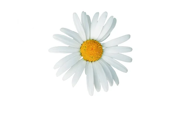 Macro-di-margherita-fiore-isolato-su-bianco — Foto Stock