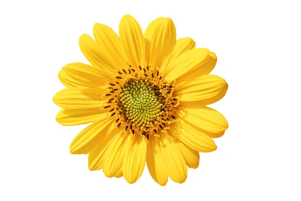 Yellow-daisy-looking-like-sunflower-isolated-on-white — 스톡 사진