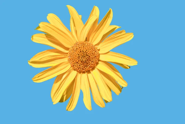 Gelb-Gänseblümchen-sieht-aus-wie-Sonnenblume-isoliert-auf-blau — Stockfoto