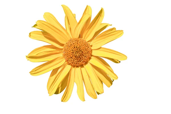 Yellow-Daisy-looks-like-Sunflower-Isolated-on-White — Stockfoto