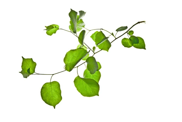 Dünner Zweig-mit-gerundeten-grünen-Blättern-isoliert-auf-weißem-Hintergrund — Stockfoto