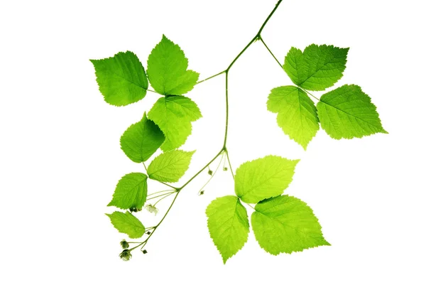 Galho-de-amora-preta-com-folhas-translúcidas-isolado-em-branco-bac — Fotografia de Stock