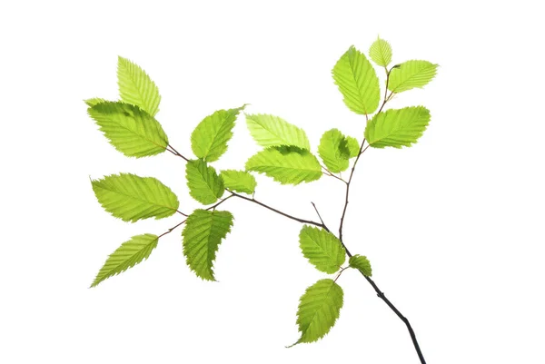 Twig-of-hornbeam-with-green-toothed-leaves-isolated-on-white — Stock Photo, Image
