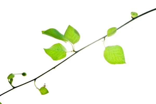 Green-Twig-of-Wild-Cherry-Tree-Isolated-On-White-Background — Foto de Stock