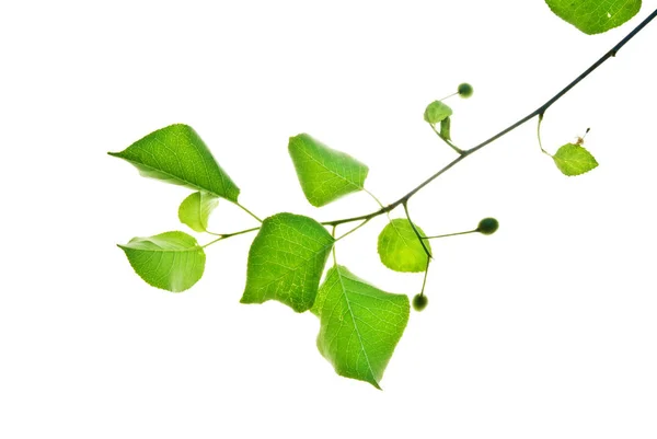 Rama verde de cerezo silvestre aislado sobre blanco — Foto de Stock