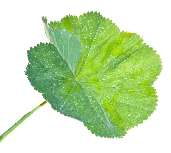 Leaf-of-Lady-s-Mantle-with-brilliant-water-drops-isolated-on-whi — Stockfoto