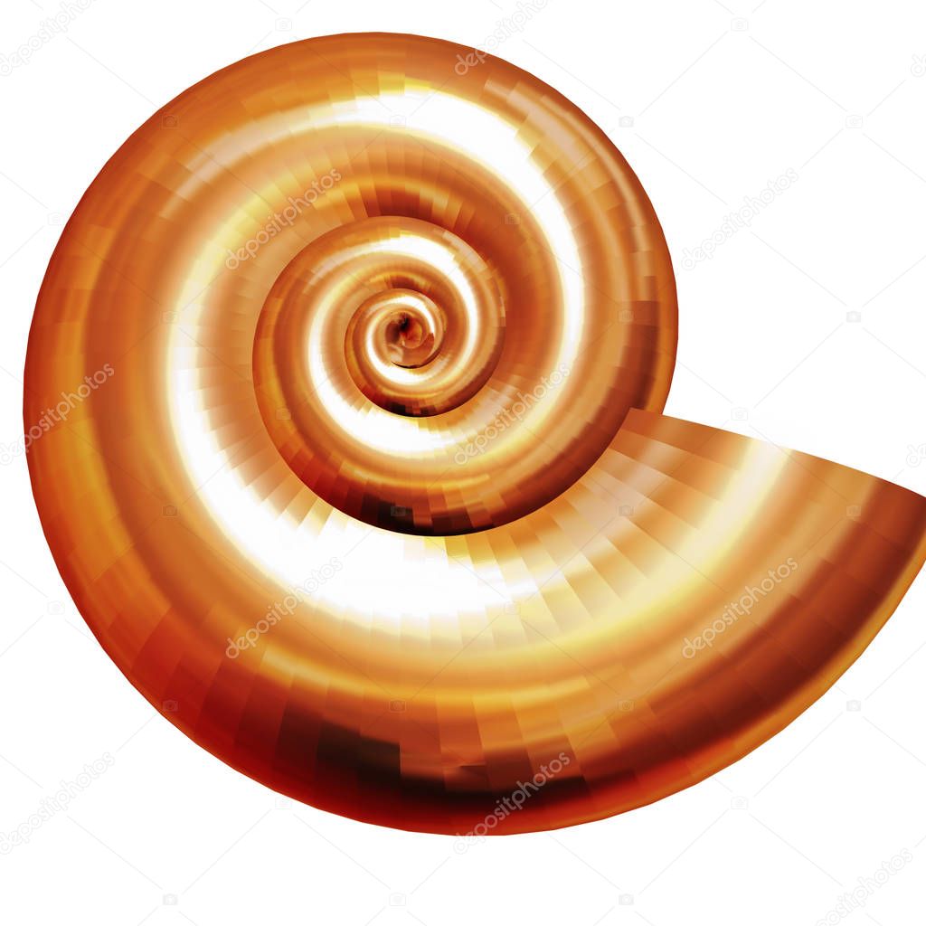 Shell-nautilus-pompilius-isolated-on-white-can-be-used-as-an-emb