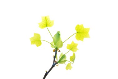 Twig-of-Tulip-Tree-with-Young-Leaves-isolated-on-White